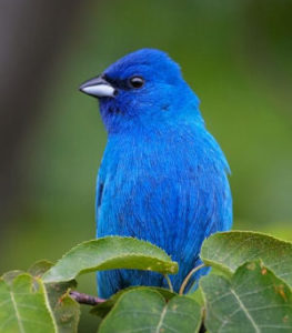 Indigo Bunting
